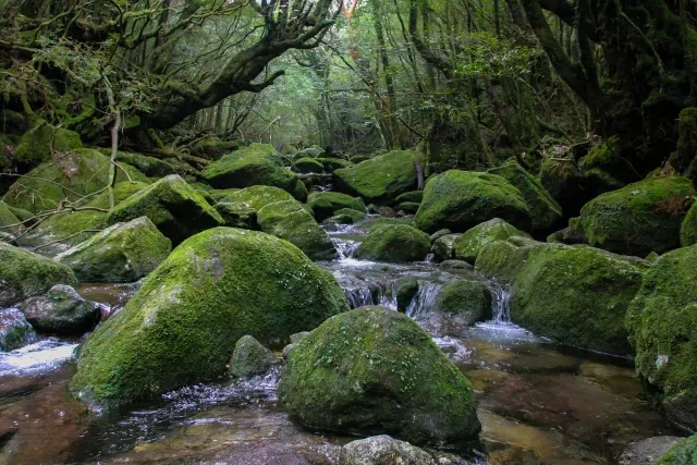 白谷雲水峡（しらたにうんすいきょう）は縄文杉と並んで屋久島で人気のスポット。