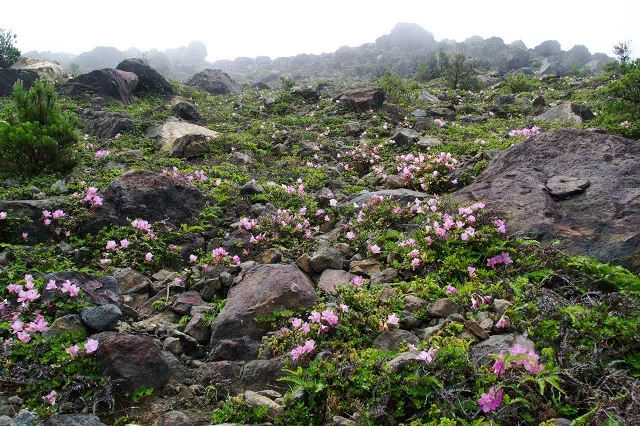 登山道の風景